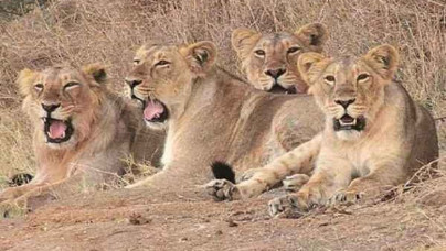 Gir National Park with Palitana Girnar Bhavnagar