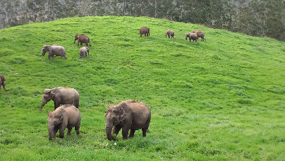 Mesmerizing Kerala Holiday Package 